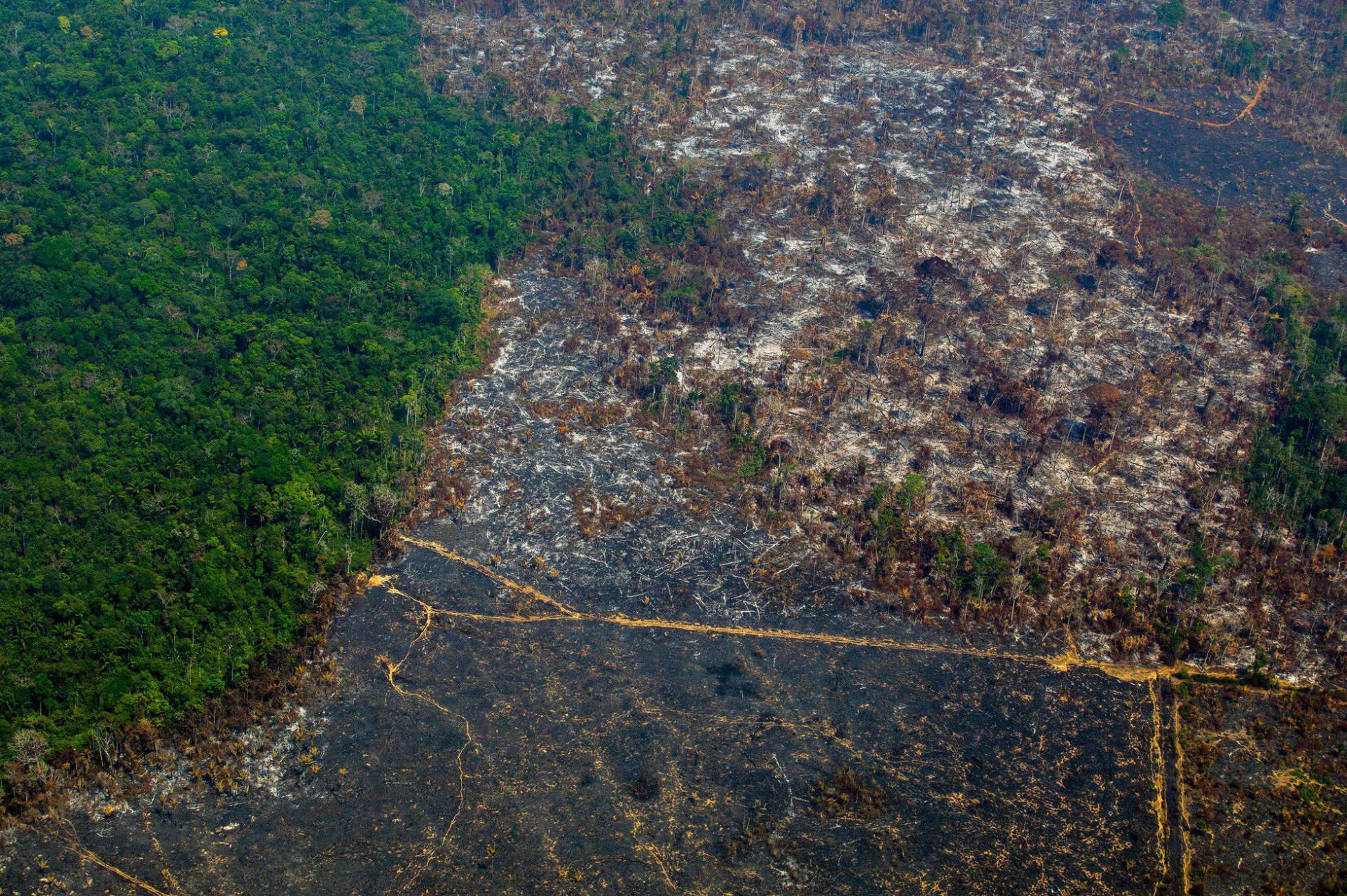 La ‘sabanización’ de la Amazonia amenaza a todo el planeta | Ciencia