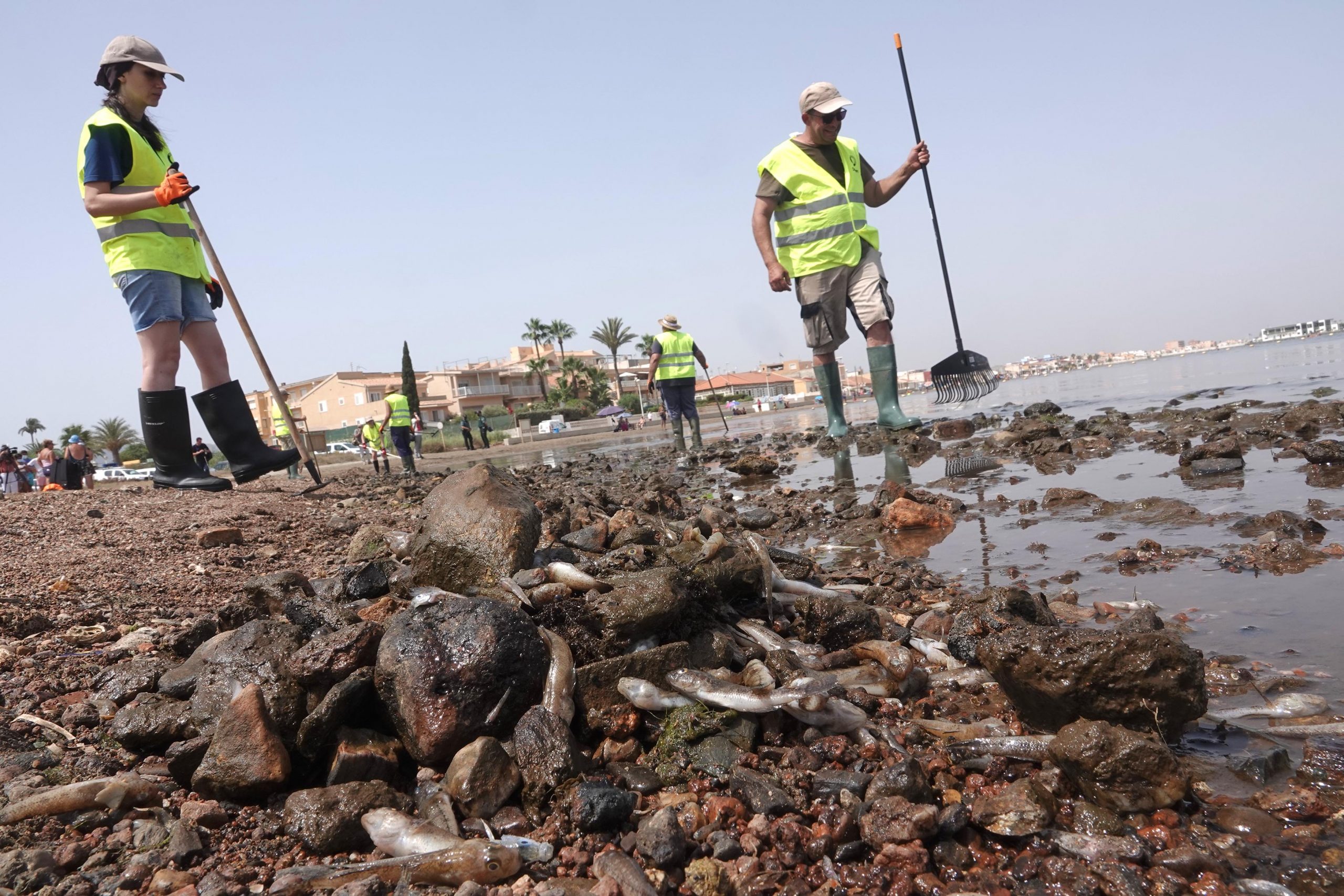 Retirados 250 kilos de peces muertos en el mar Menor