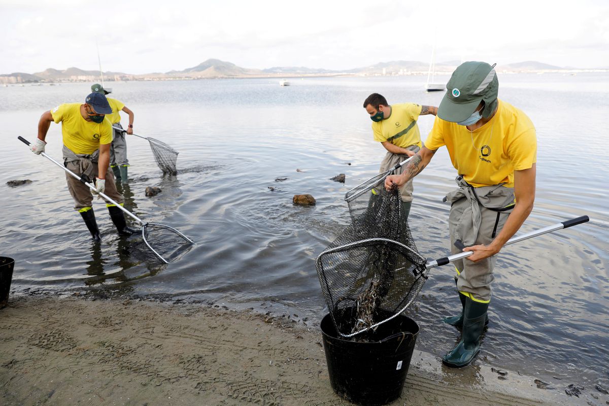 Seis días de desastre ecológico en el mar Menor con miles de peces muertos