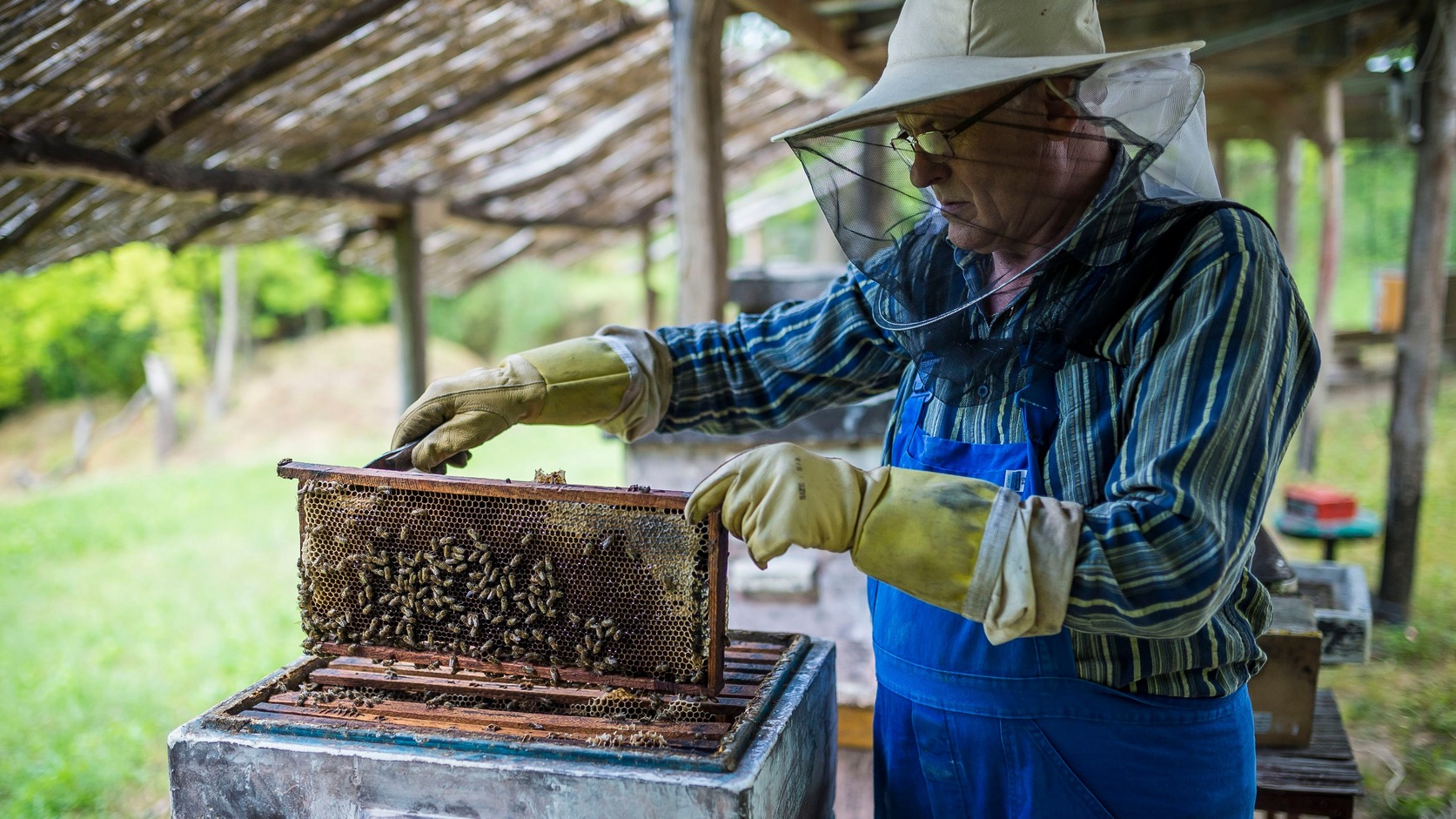 Jövedelempótló támogatást igényelhetnek a méhészek