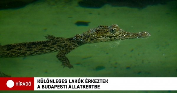 A világ egyik legritkább vadon élő állata érkezett a budapesti állatkertbe