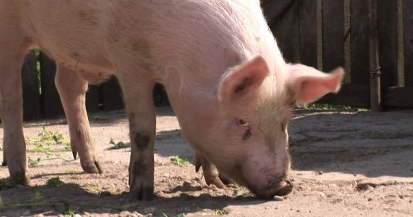 Rohamtempóban terjed a sertéspestis, már Békés megye határába ért