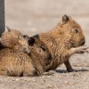 Kapibarák születtek a debreceni állatkertben