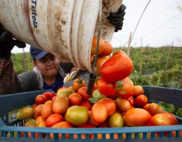 Jitomate mexicano no pagará más aranceles a EU