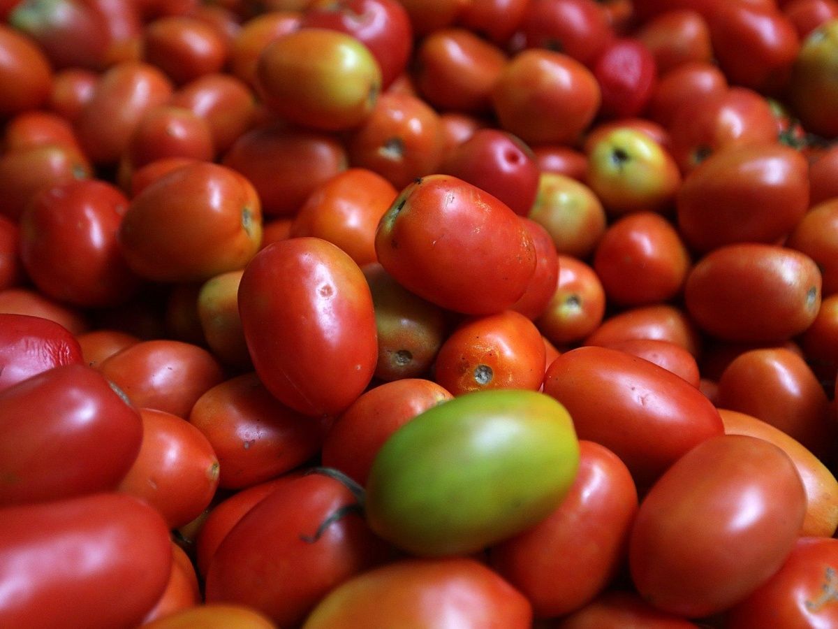 México y Estados Unidos logran acuerdo de jitomate