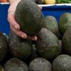 Aguacate al alza, se vende en casi 80 pesos por kilo: Profeco