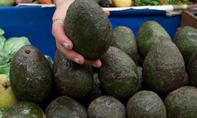 Aguacate al alza, se vende en casi 80 pesos por kilo: Profeco