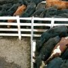 Argentina extiende restricción a exportaciones de carne vacuna