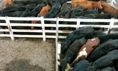 Argentina extiende restricción a exportaciones de carne vacuna