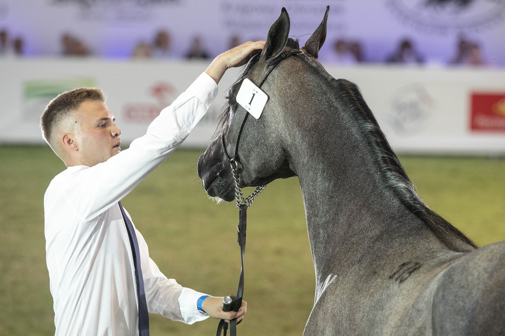 Były potęgą, dziś są na finansowym dnie. Wielkie straty stadnin koni arabskich