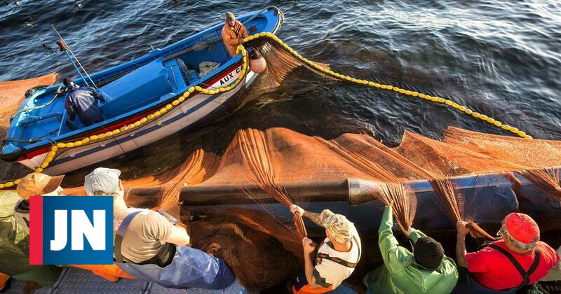 Pescadores indignados com 10 mil toneladas de sardinhas para este ano