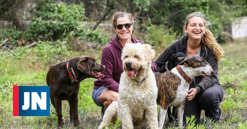 Hotéis para animais com lotação esgotada para as férias