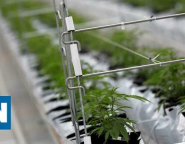 Alemanha encomenda três milhões de euros de canábis à Tilray Portugal