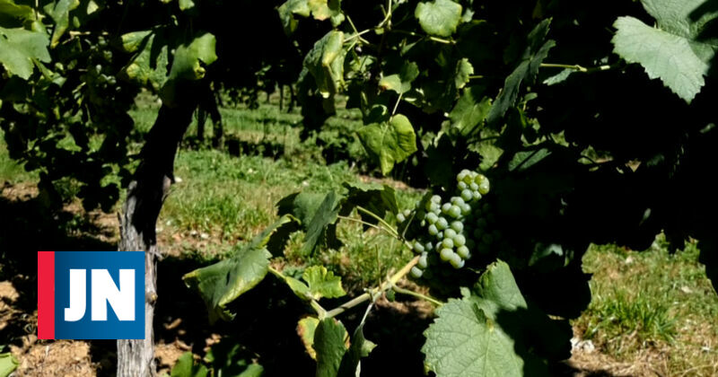 Quintas de portas abertas para promover a região dos vinhos verdes