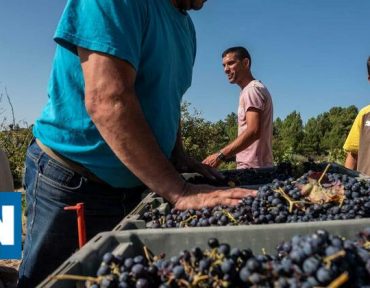 Todas as regiões do país produzem mais e melhor vinho