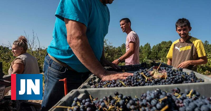 Todas as regiões do país produzem mais e melhor vinho