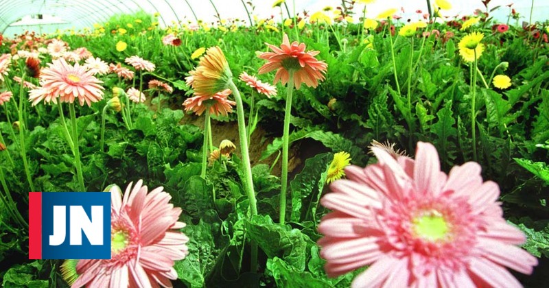 Produtores de plantas e flores reclamam apoios a fundo perdido