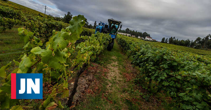Vinhos verdes iniciam plano de sustentabilidade