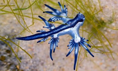 Blue sea dragons are not strong swimmers but they have a mighty sting 1