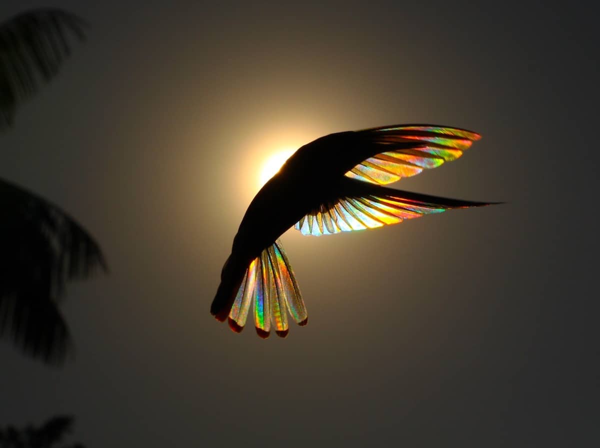 A Rainbow of Light Diffracts Through Hummingbird Wings in Photographs by Christian Spencer