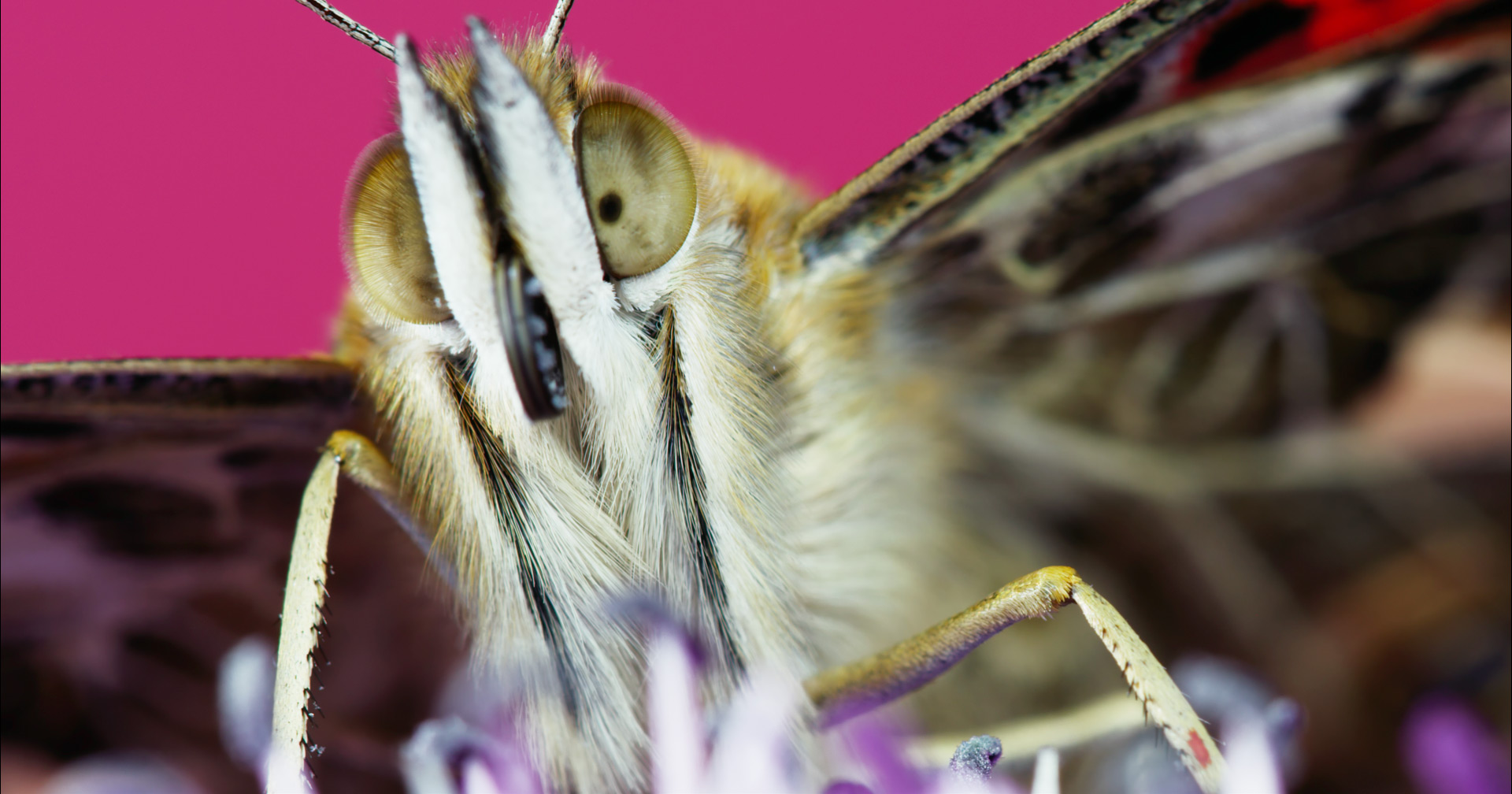 An Enchanting Macro Time-Lapse of Blooms and Insects in 8K Resolution by Thomas Blanchard