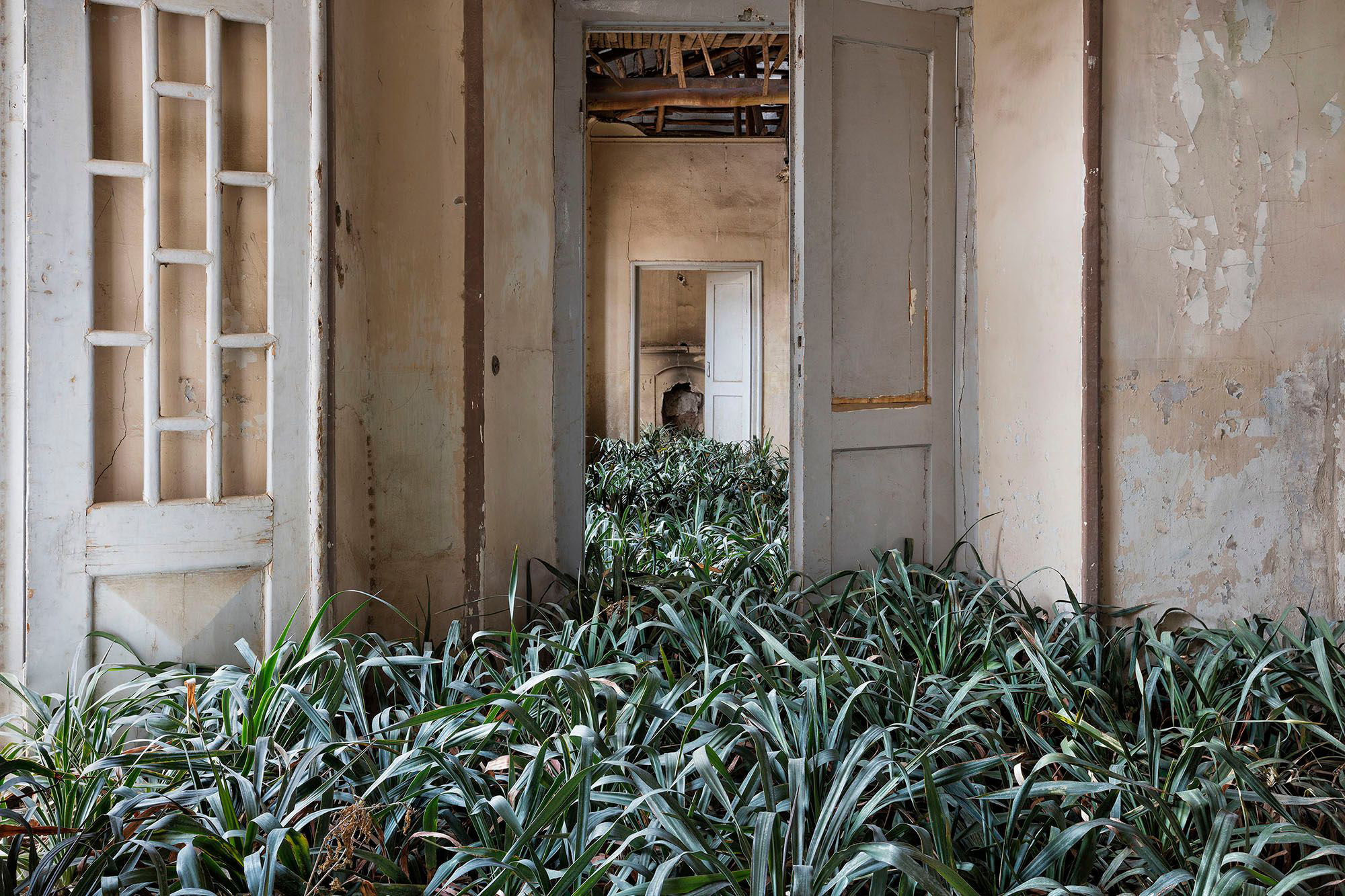 Nature Thrives in Tehran’s Abandoned Courtyards, Staircases, and Bedrooms in a Photo Series by Gohar Dashti