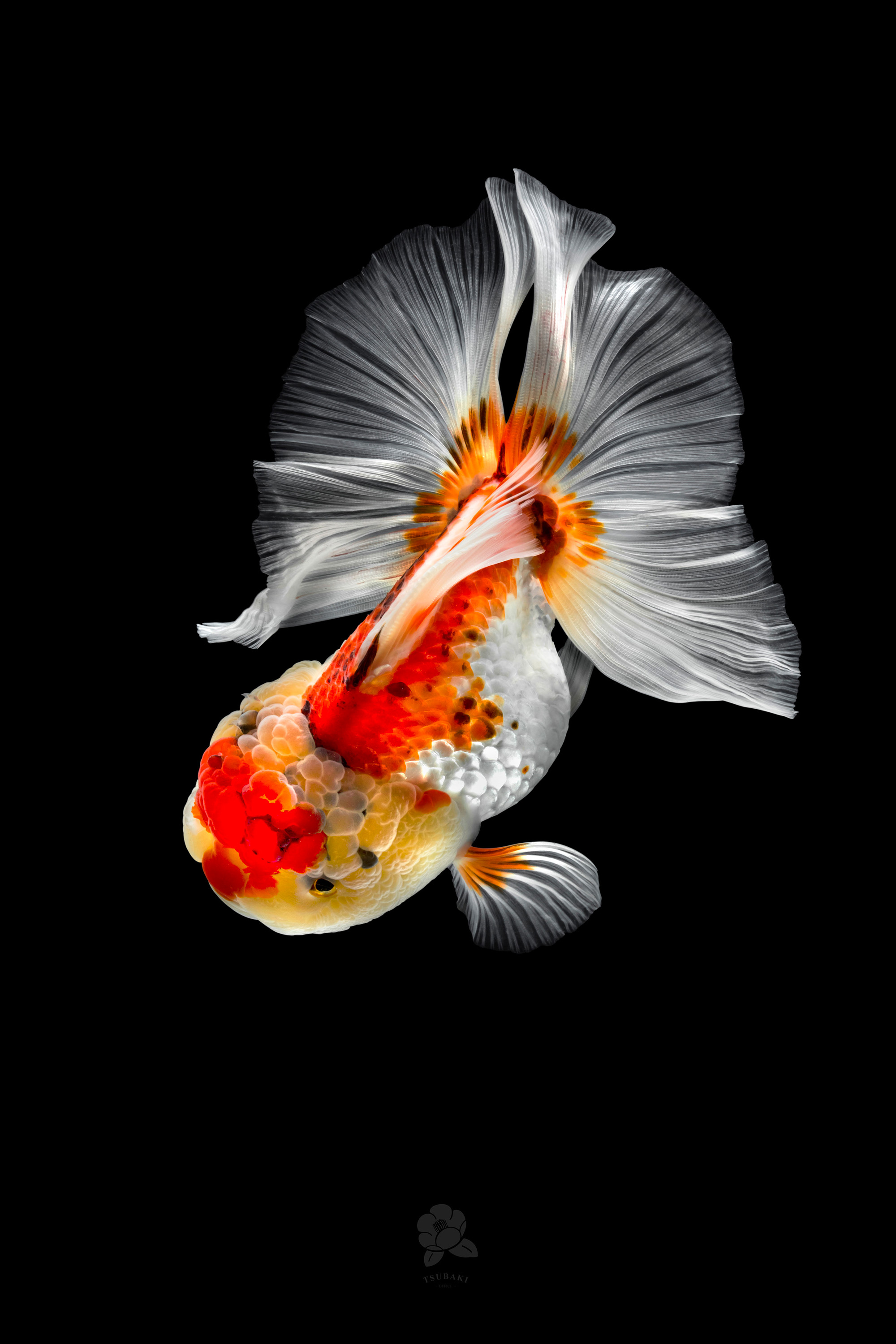 Richly Hued Portraits of Elegant Chinese Goldfish by Tsubaki