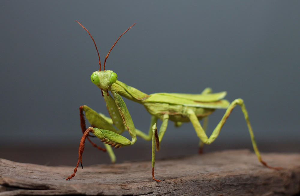 Praying Mantises, Venus Fly Traps, and Autumn Leaves Crafted From Finely Molded Crepe Paper