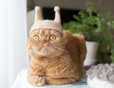 Three Cats in Japan Have a Closet Full of Custom-Made Hats Felted From Their Shedded Fur