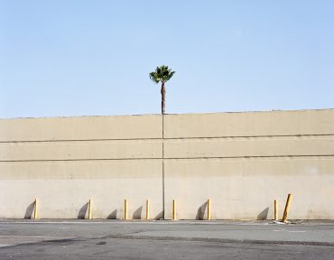 Unusual Trees and Topiaries Sprout Alongside Buildings in a Photo Series by Sinziana Velicescu