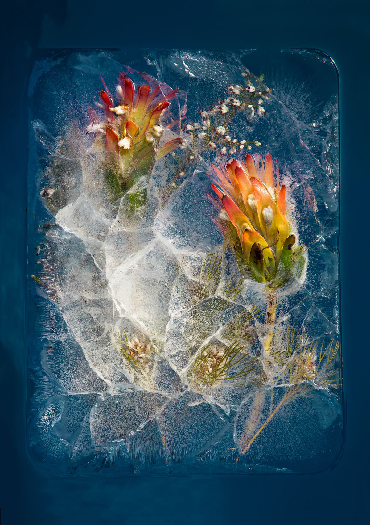 South African Flowers Frozen into Fleeting Arrangements