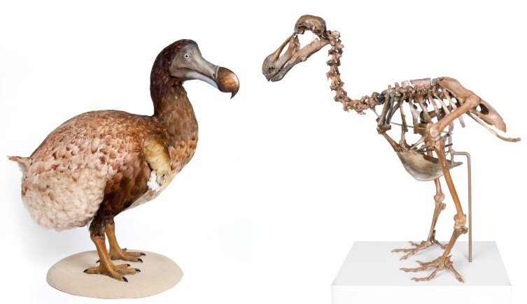 dodo de extinction ann